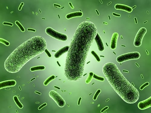 Bacteria are second trophic level decomposers in the soil food web