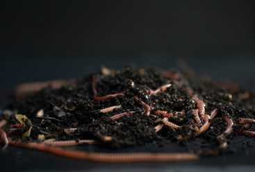 composting worms in vermicompost