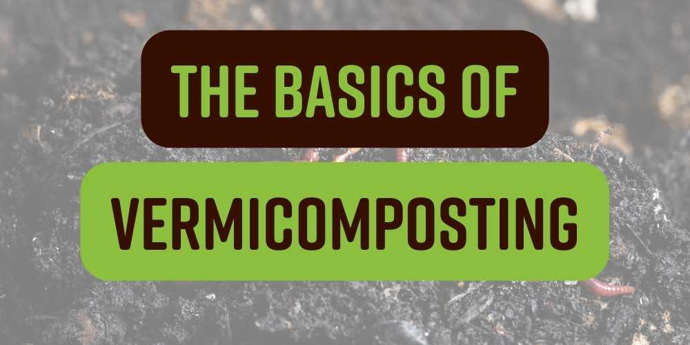 The Basics of Vermicomposting Featured Image