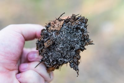 Mycelium - critical components of the Soil Food Web