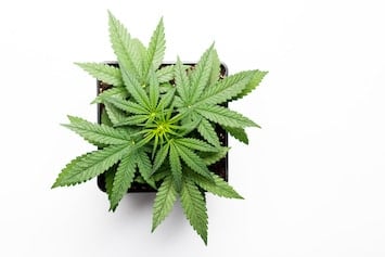 cannabis plant on a white background