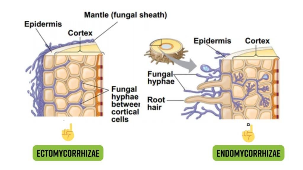 the difference between endomycorrhizae and ectomycorrhizae
