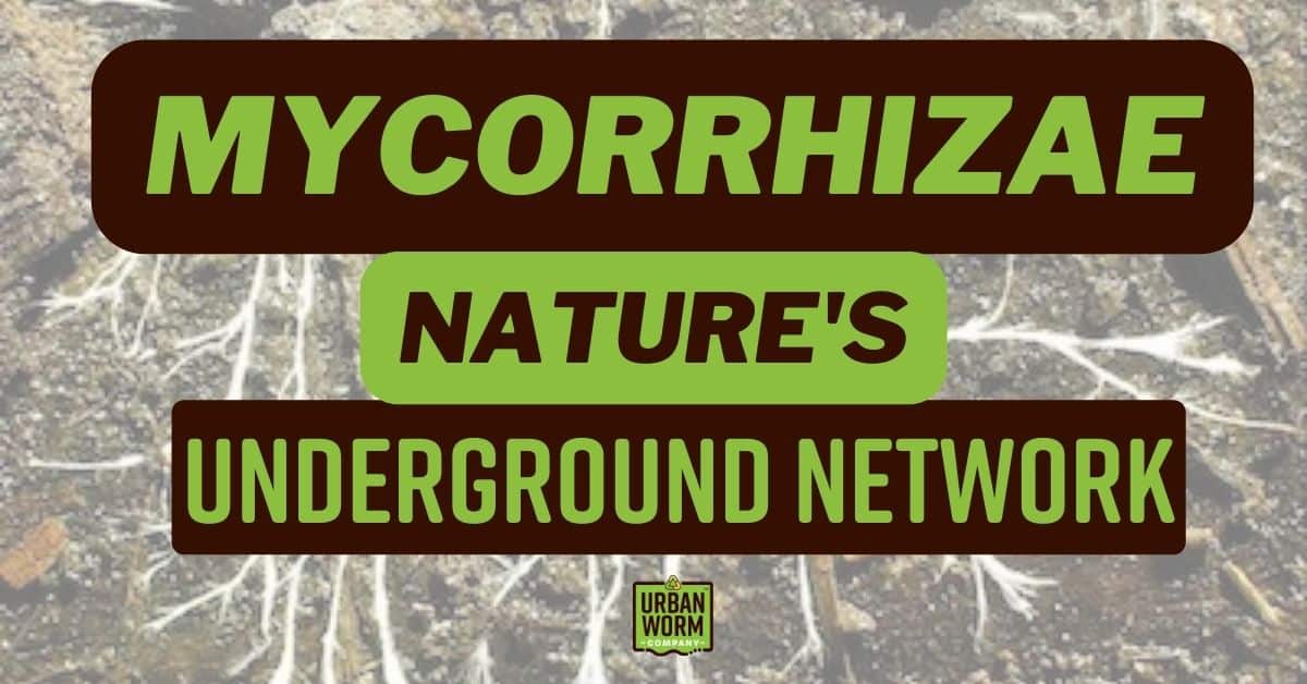 Mycorrhizae-Post-Featured-Image