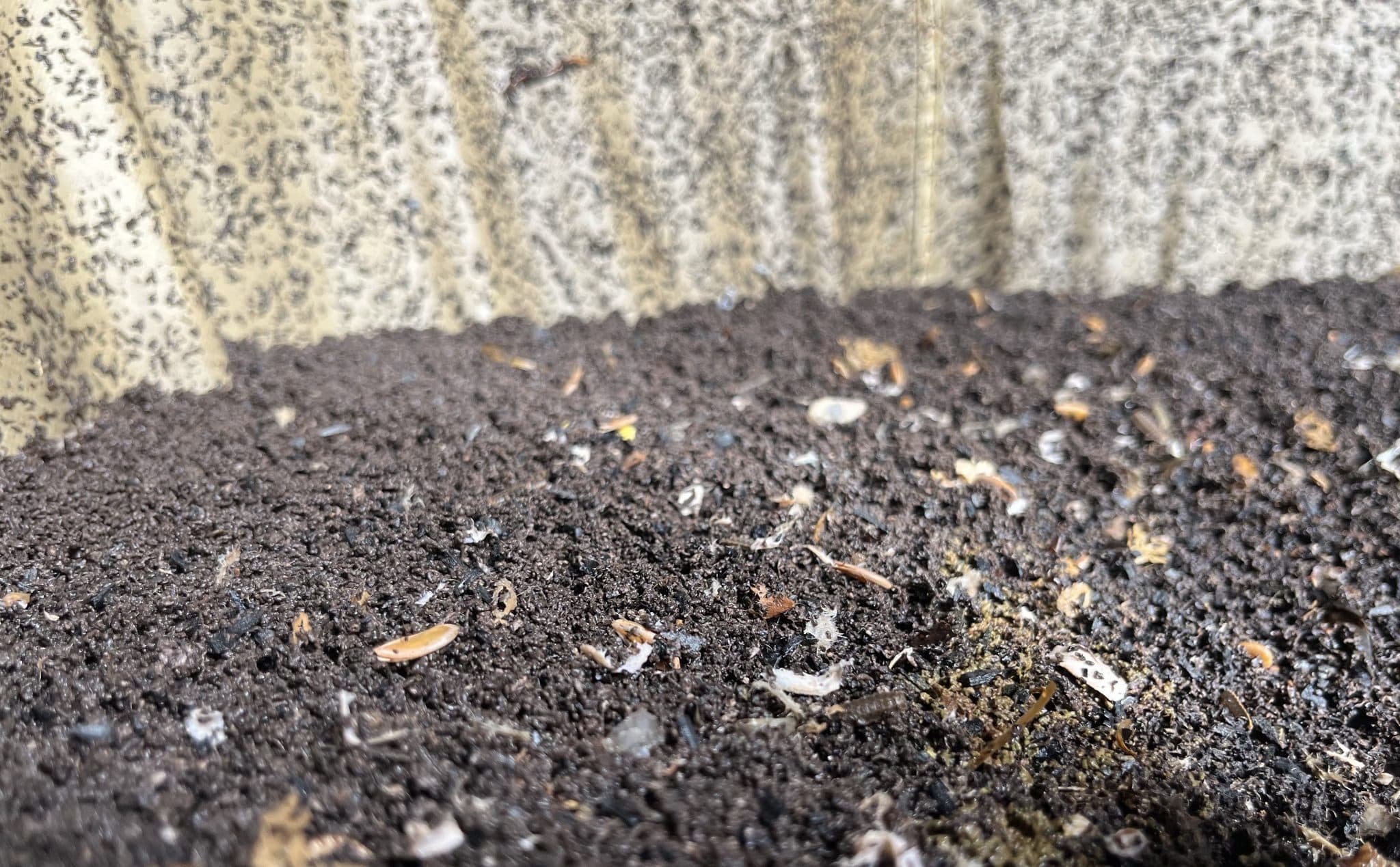 The Big Book of Worm Bin Pests & Problems