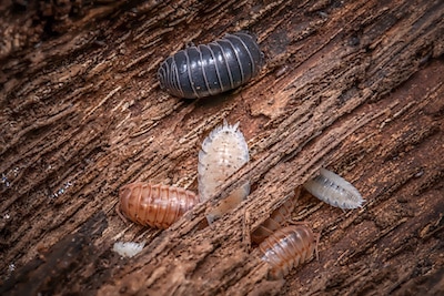 Various isopods on decomposing wood