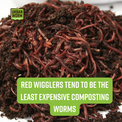 Red Wiggler Composting