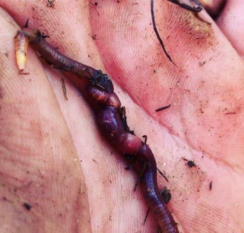 Red Wiggler Composting Worms