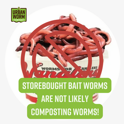 Red Wiggler Composting Worms: Everything You Need to Know